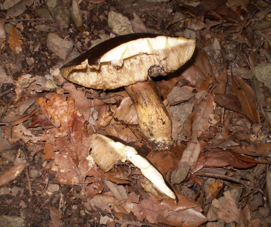 boletus ... ?